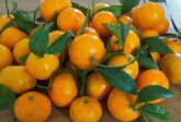Mandarino tardivo di Ciaculli